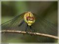 Nature image hosting software arthropods animals termites species